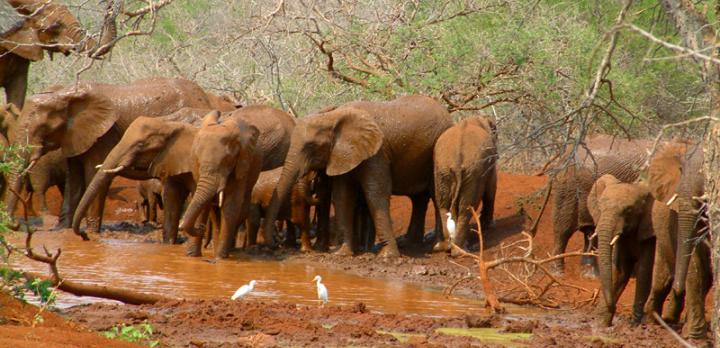 Voyage sur-mesure, Réserve à la frontière sud du Swaziland
